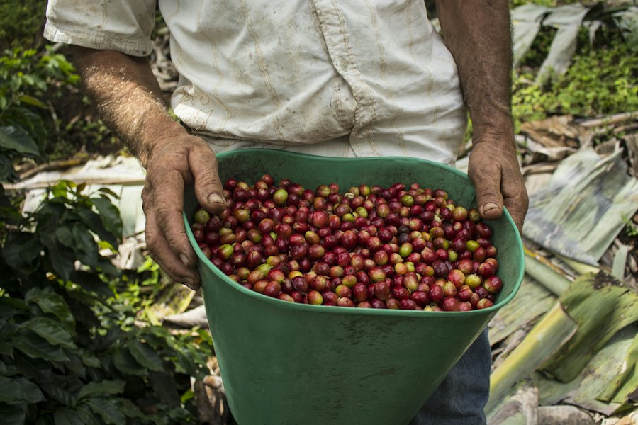 Campesino sosteniendo un balde lleno de cerezas maduras