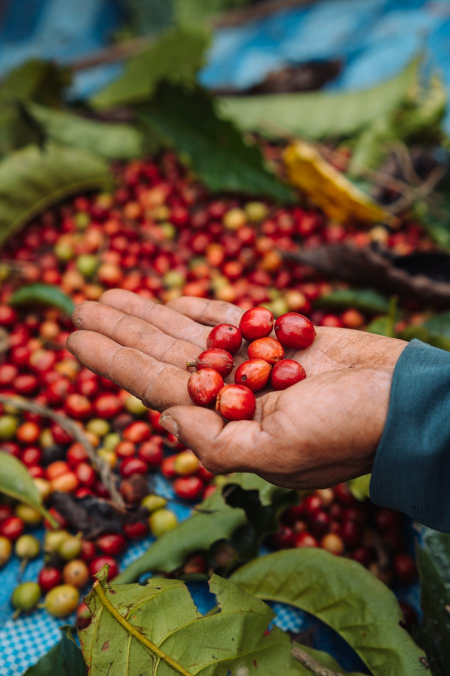 Mano mostrando cerezas rojas de café recién cosechadas