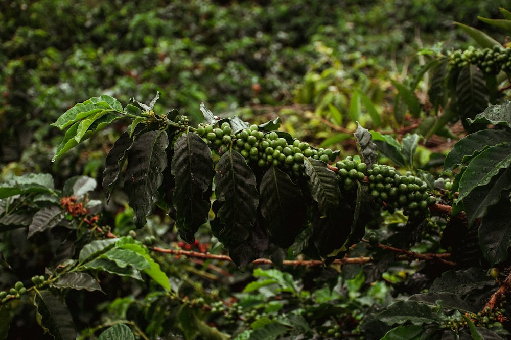 Rama de cafeto cargada de cerezas verdes