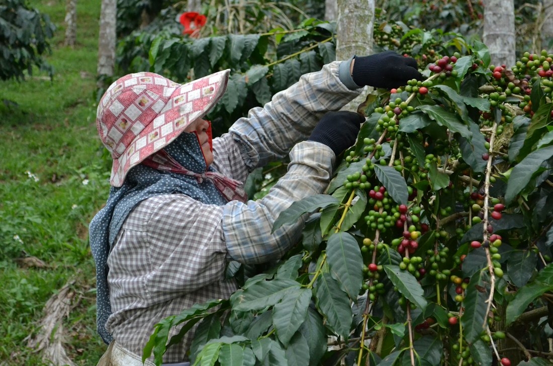 Caficultora recolectando cerezas de café entre los cafetos